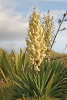 Юкка славная (лат. Yucca gloriosa), семена 0,2 грамма