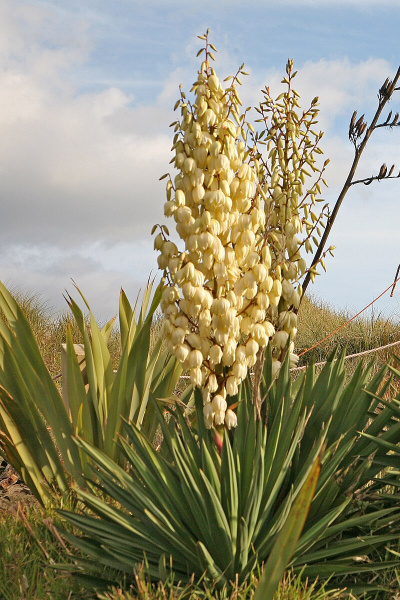 Юкка славная (лат. Yucca gloriosa), семена 0,2 грамма