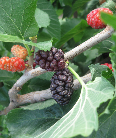 Шелковица черная (лат. Morus nigra), семена