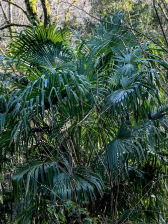 Пальма Трахикарпус Форчуна (лат. Trachycarpus fortunei), саженец, 1 шт