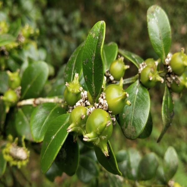 Самшит китайский (лат. Buxus sinica), семена 