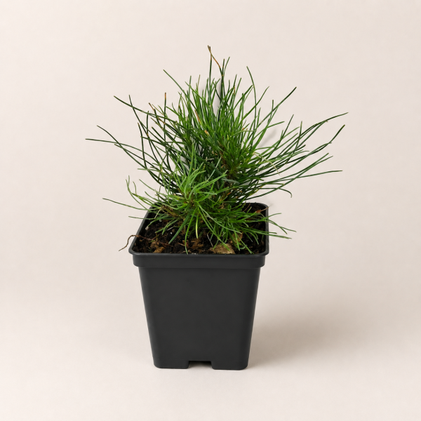 Сосна горная мугус (лат. Pinus mugo mughus), саженец, 1 шт