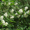 Чубушник тонколистный (лат. Philadelphus tenuifolius), семена