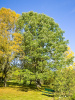 Ясень американский 'Autumn Purple' (лат. Fraxinus americana 'Autumn Purple'), семена