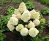 Гортензия метельчатая Бобо (лат. Hydrangea paniculata 'Bobo') С3, саженец