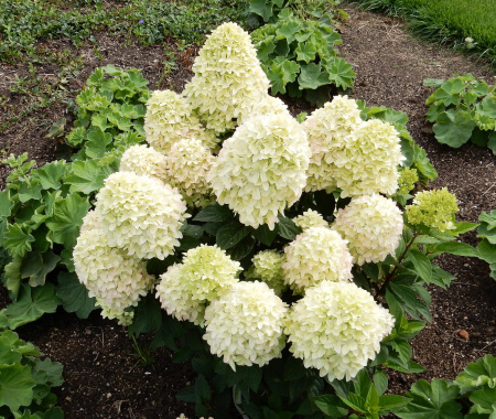 Гортензия метельчатая Бобо (лат. Hydrangea paniculata 'Bobo') С3, саженец