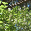 Чубушник тонколистный (лат. Philadelphus tenuifolius), семена