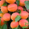 Абрикос обыкновенный "Никитский" (лат. Prunus armeniaca "Nikitskii"), семена