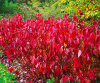 Дерен кроваво-красный (лат. Cornus sanguinea), семена 