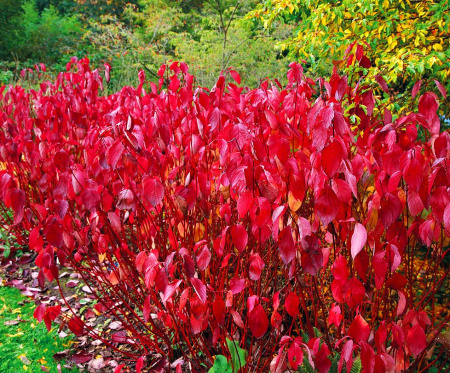Дерен кроваво-красный (лат. Cornus sanguinea), семена 
