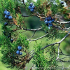 Можжевельник высокий 'Stricta' (лат. Juniperus excelsa 'Stricta'), семена
