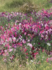 Горошек душистый, микс цветов (лат. Lathyrus odoratus), семена 25 шт
