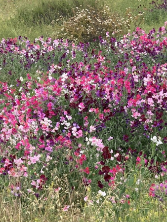 Горошек душистый, микс цветов (лат. Lathyrus odoratus), семена 25 шт