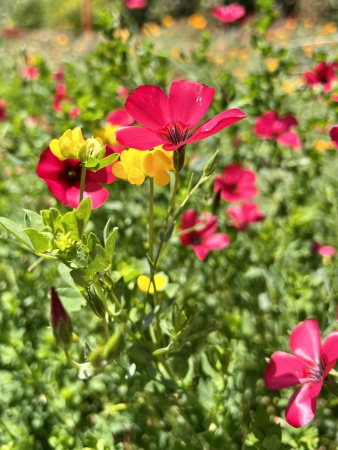 Лен крупноцветковый красный (лат. Linum grandiflorum), семена 100 шт