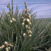 Юкка сизая (лат. Yucca glauca), семена 0,2 грамма