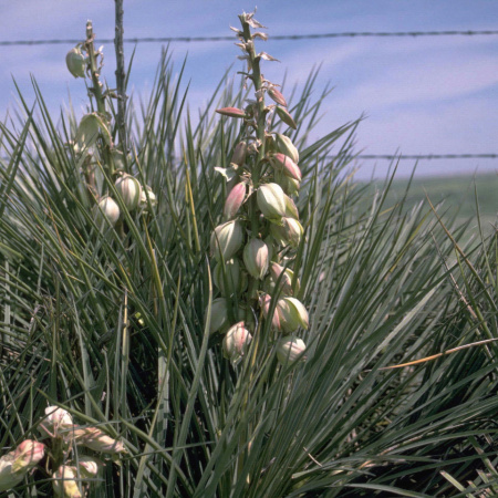 Юкка сизая (лат. Yucca glauca), семена 0,2 грамма