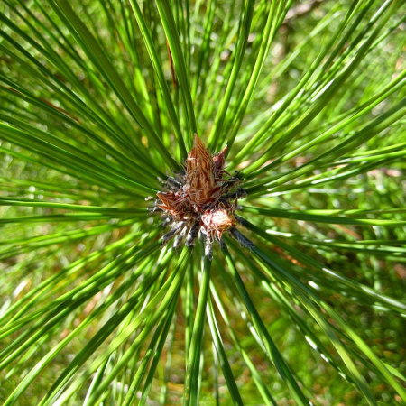 Сосна густая (лат. Pinus densata), семена