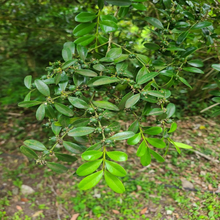 Самшит китайский (лат. Buxus sinica), семена 