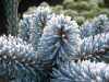 Ель колючая Хупси (лат. Picea pungens Hoopsii), семена