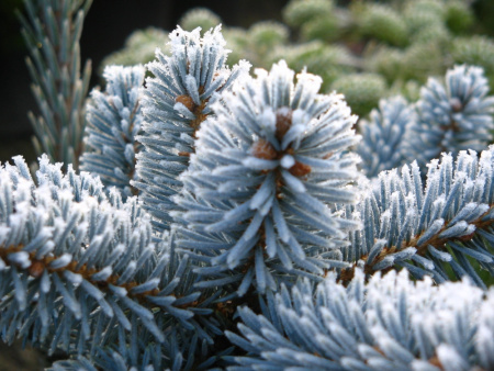 Ель колючая Хупси (лат. Picea pungens Hoopsii), семена