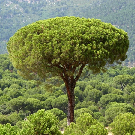 Сосна пиния, или Сосна итальянская (лат. Pinus pinea) 3 шт, семена