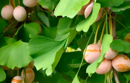 Гинкго Билоба (лат. Ginkgo Biloba), саженец, 1 шт