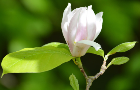 Магнолия Делавея (лат. Magnolia delavayi), семена