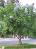 Жакаранда мимозолистная "Фиалковое дерево" (лат. Jacaranda mimosifolia), семена