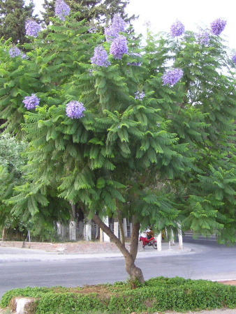 Жакаранда мимозолистная "Фиалковое дерево" (лат. Jacaranda mimosifolia), семена