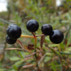 Жасмин кустарниковый желтый (лат. Jasminum fruticans), семена