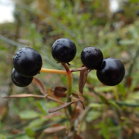 Жасмин кустарниковый желтый (лат. Jasminum fruticans), семена