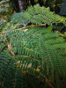 Мимоза белая, или Леуцена светлоголовчатая (лат. Leucaena leucocephala), семена