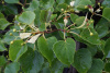 Липа амурская (лат. Tilia amurensis), семена