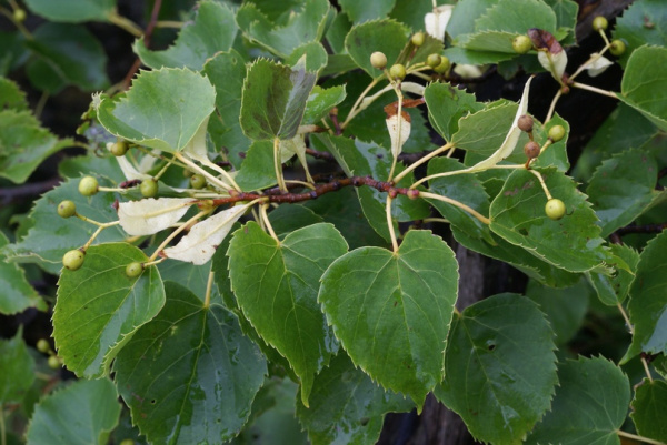 Липа амурская (лат. Tilia amurensis), семена