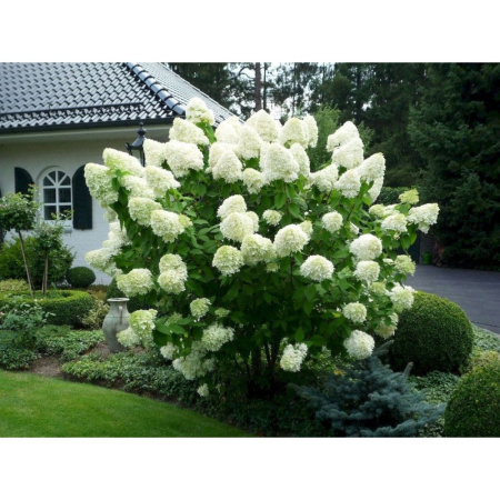 Гортензия метельчатая Полярный медведь (лат. Hydrangea paniculata 'Polar Bear') С3, саженец