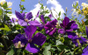 Клематис фиолетовый 'Dark eyes' (лат. Clematis viticella 'Dark eyes'), семена