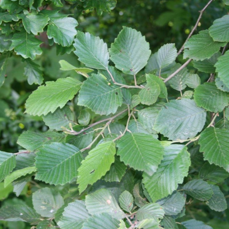 Ольха серая (лат. Alnus incana), семена