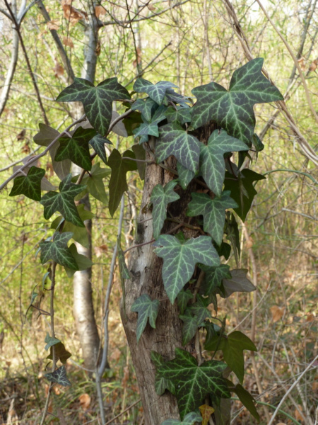 Плющ обыкновенный (лат. Hedera helix), семена
