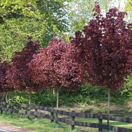 Клен остролистный Кримсон Кинг (лат. Acer platanoides 'Crimson King'), семена