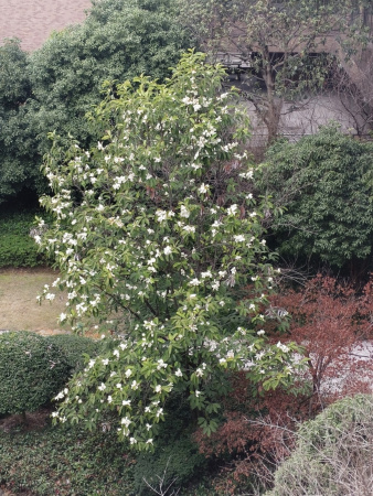 Экзохорда кистистая (лат. Exochorda racemosa), семена 