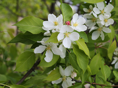Яблоня маньчжурская (лат. Malus manshurica), семена