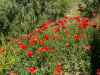 Мак самосейка (лат. Papaver rhoeas), 1000 шт
