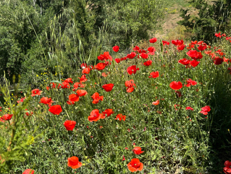 Мак самосейка (лат. Papaver rhoeas), 1000 шт