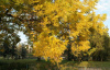 Кария пекан, или Пекан обыкновенный (лат. Carya illinoinensis) 10 шт, семена