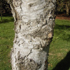 Береза плосколистная или береза широколистная (лат. Betula platyphylla), семена