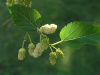 Шелковица белая (лат.Morus alba), семена