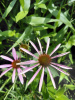 Эхинацея пурпурная (лат. Echinacea purpurea), семена 100 шт