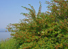 Кизильник черноплодный (лат. Cotoneaster melanocarpus), семена