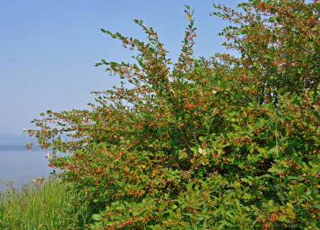 Кизильник черноплодный (лат. Cotoneaster melanocarpus), семена