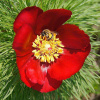 Пион тонколистный, или узколистный 'Rubra Plena' (лат. Paeonia tenuifolia 'Rubra Plena'), семена